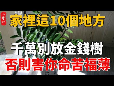 金錢樹風水2023